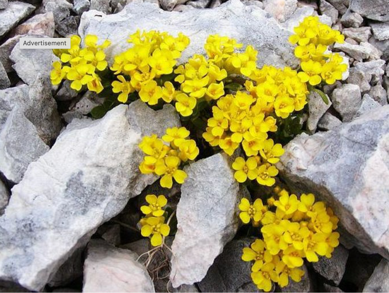 Alyssum ovirense