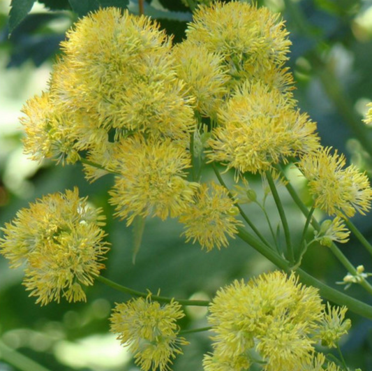 Thalictrum flavum