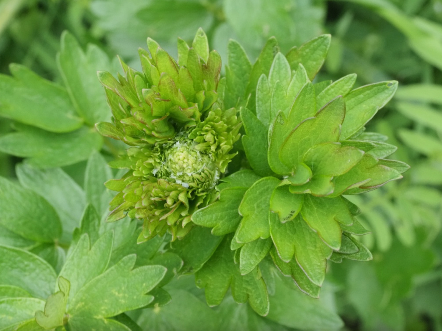 Thalictrum flavum