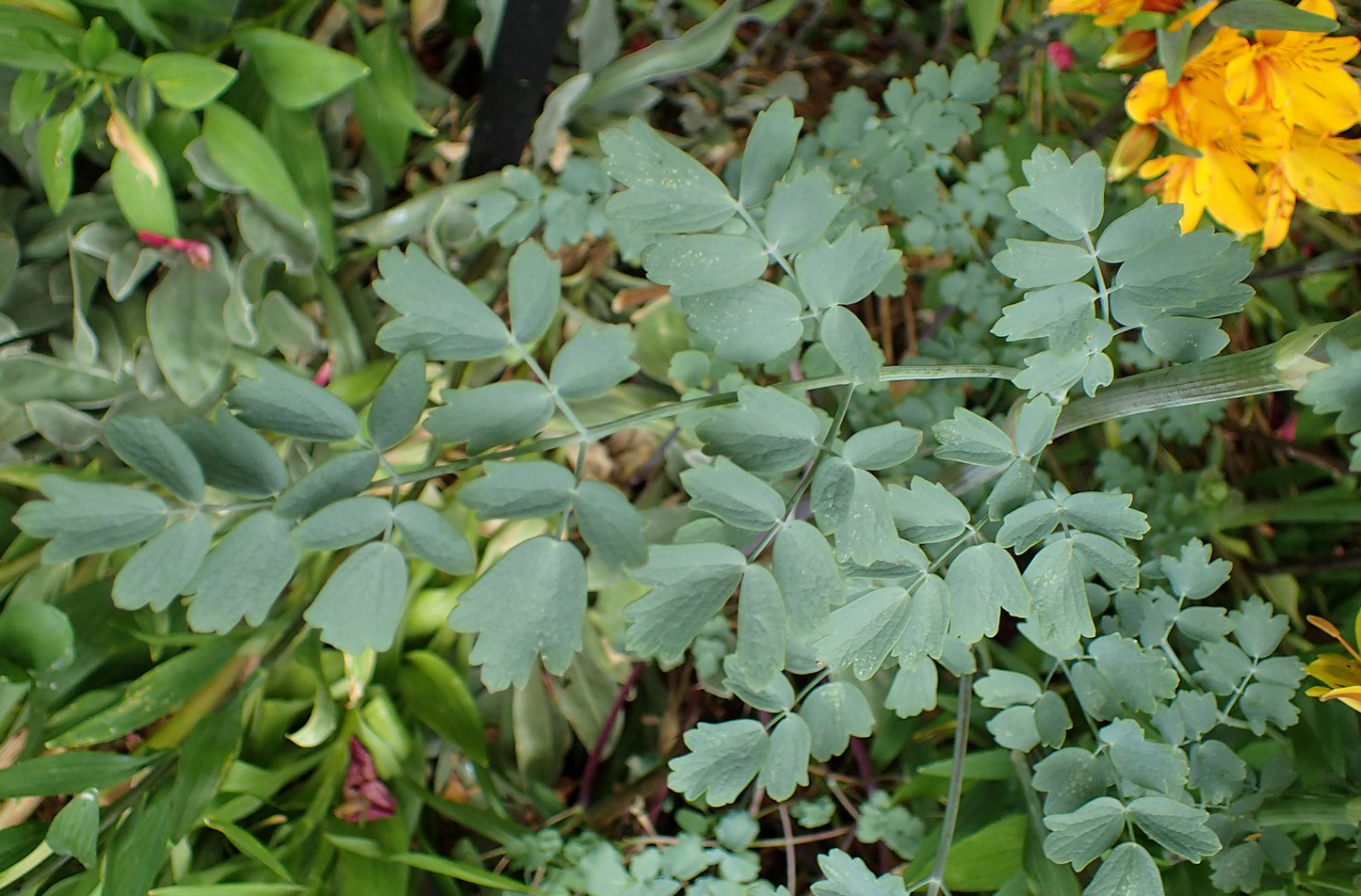 Thalictrum flavum glaucum