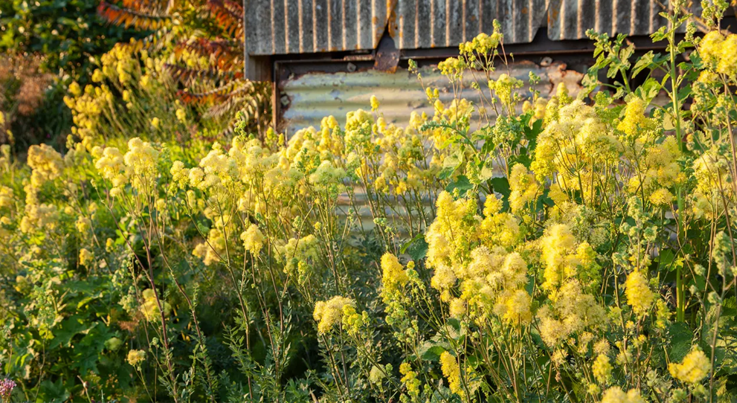 Thalictrum flavum glaucum