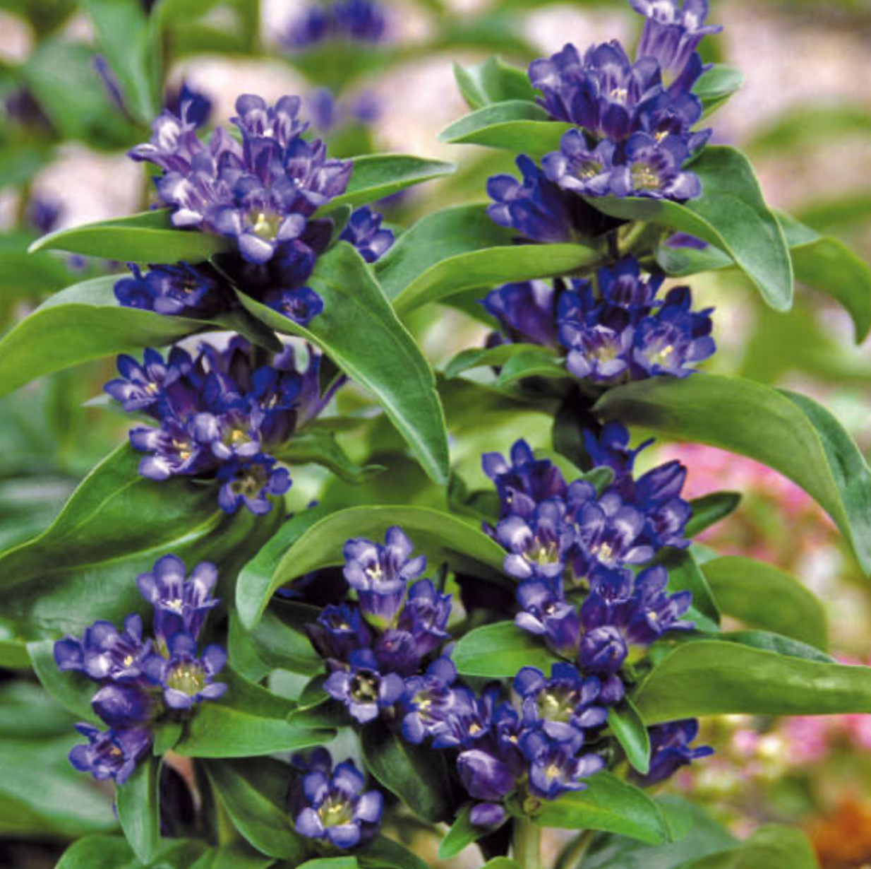 Gentiana cruciata