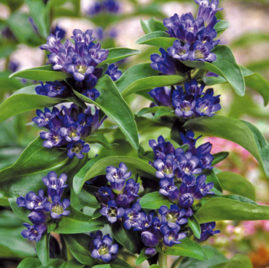 Gentiana cruciata