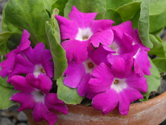 Primula allionii  'Ethel Barker'