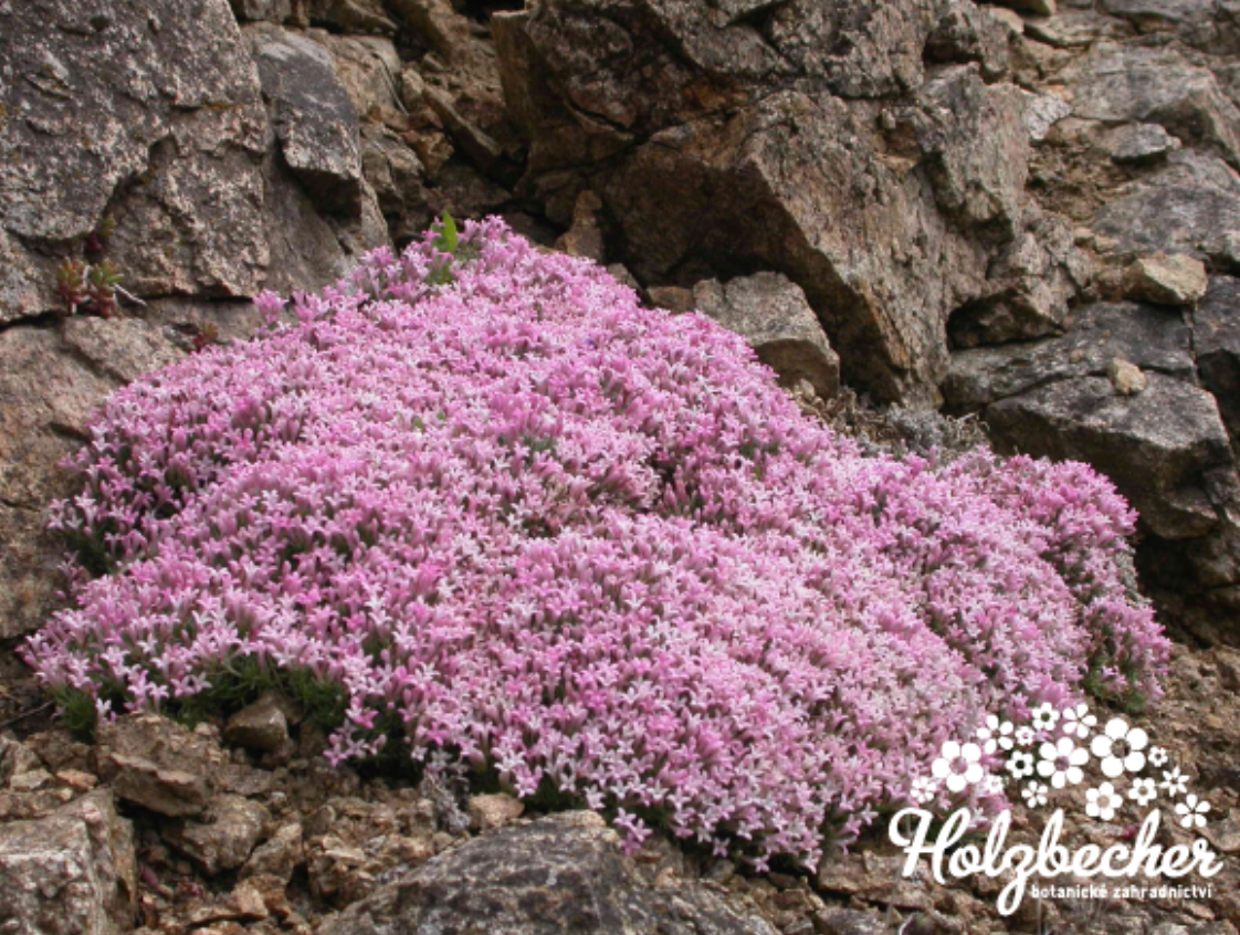 Asperula gussonii