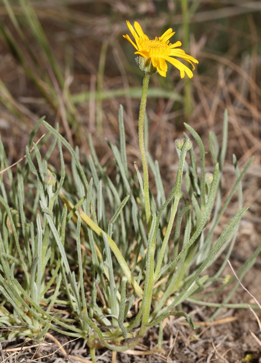 Erigeron linearis