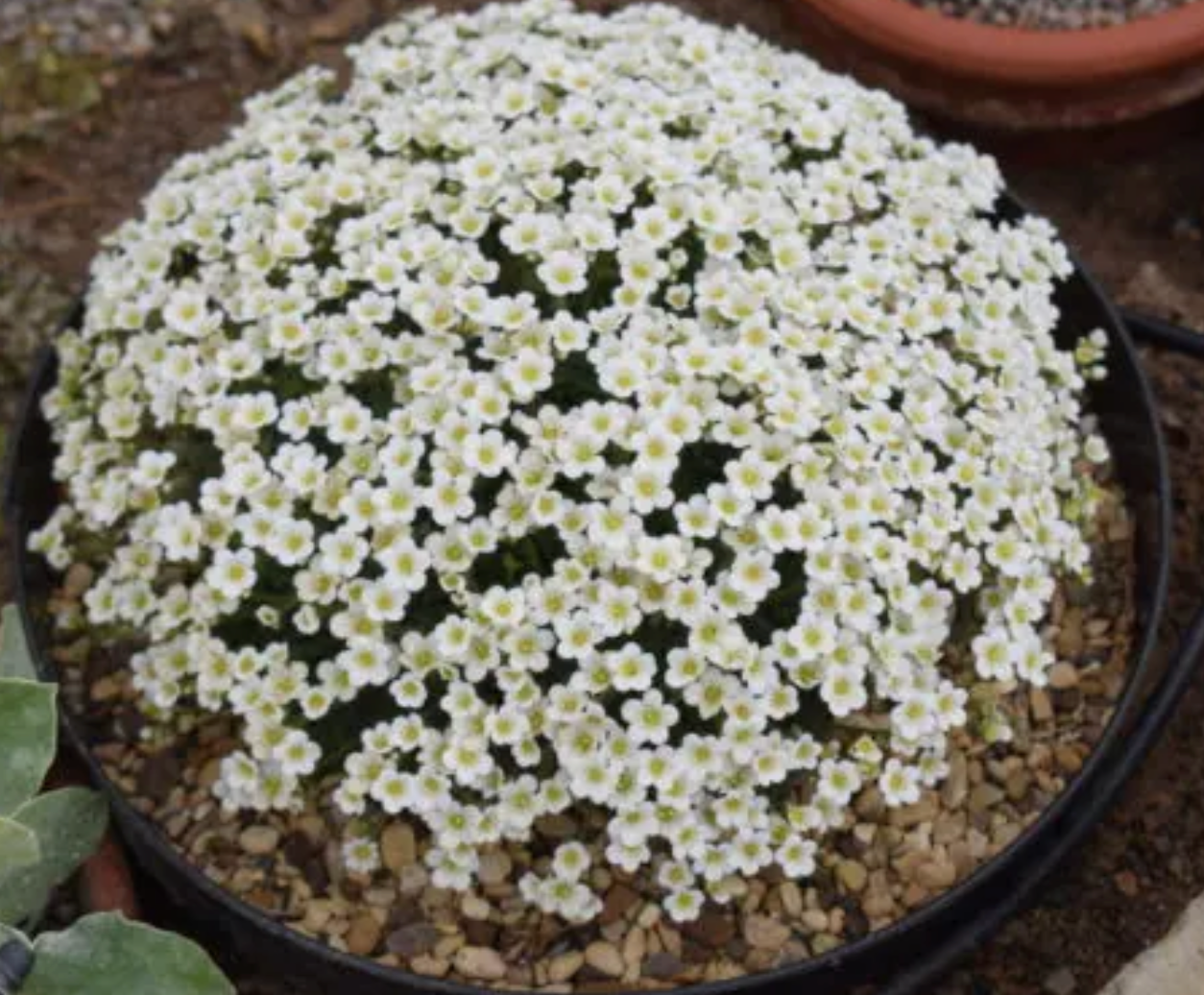 Saxifraga pubescens 'Snowcap'