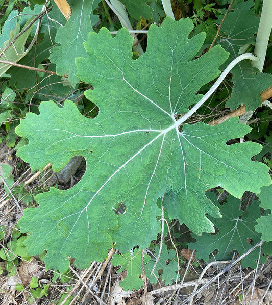 Macleaya cordata