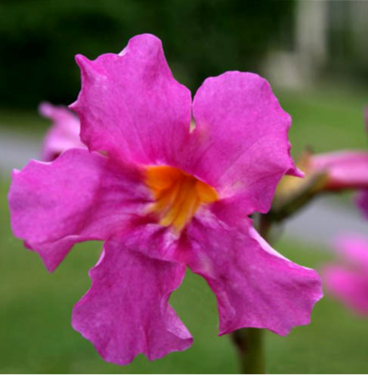 Incarvillea mairei