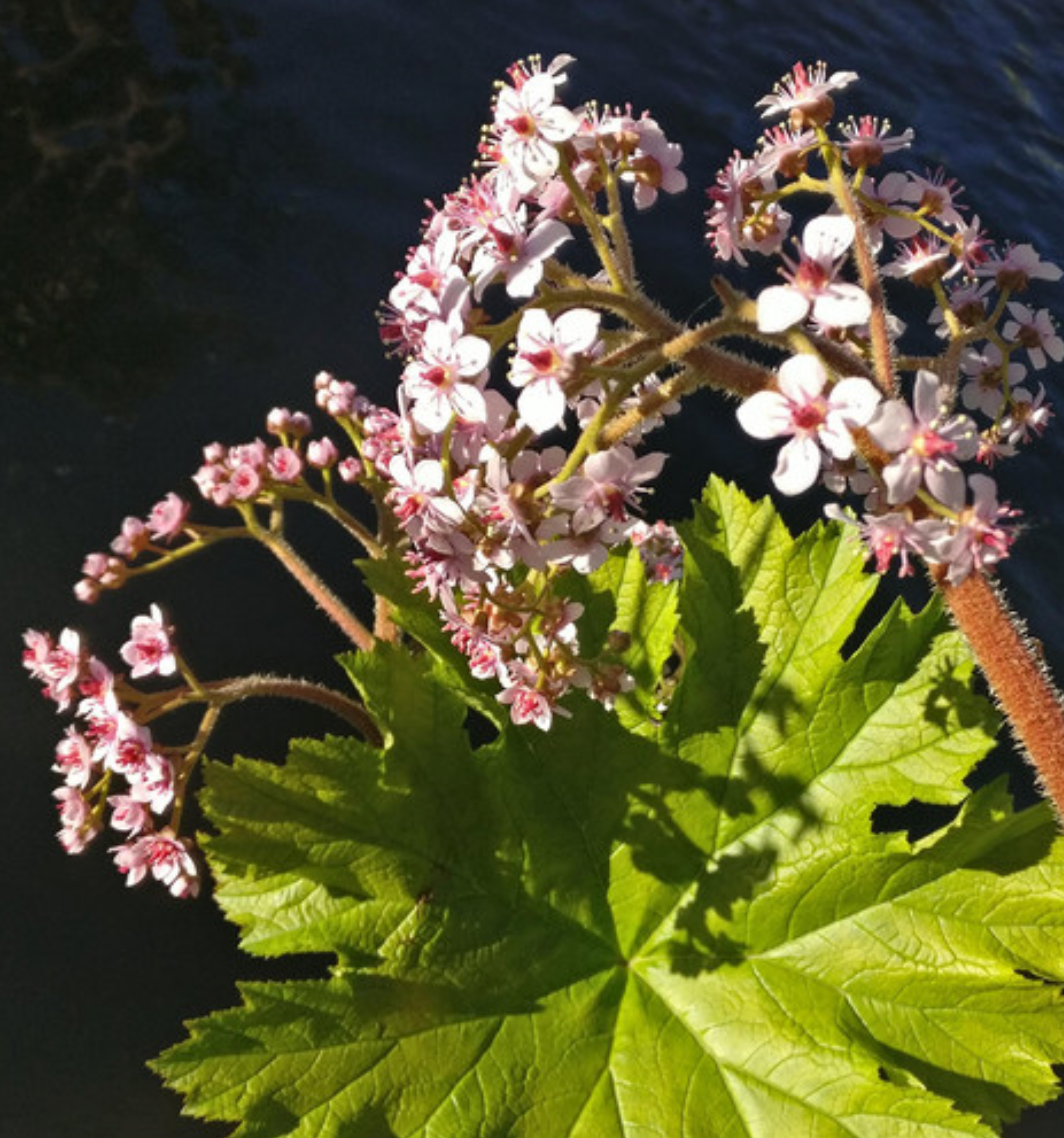 Darmera peltata