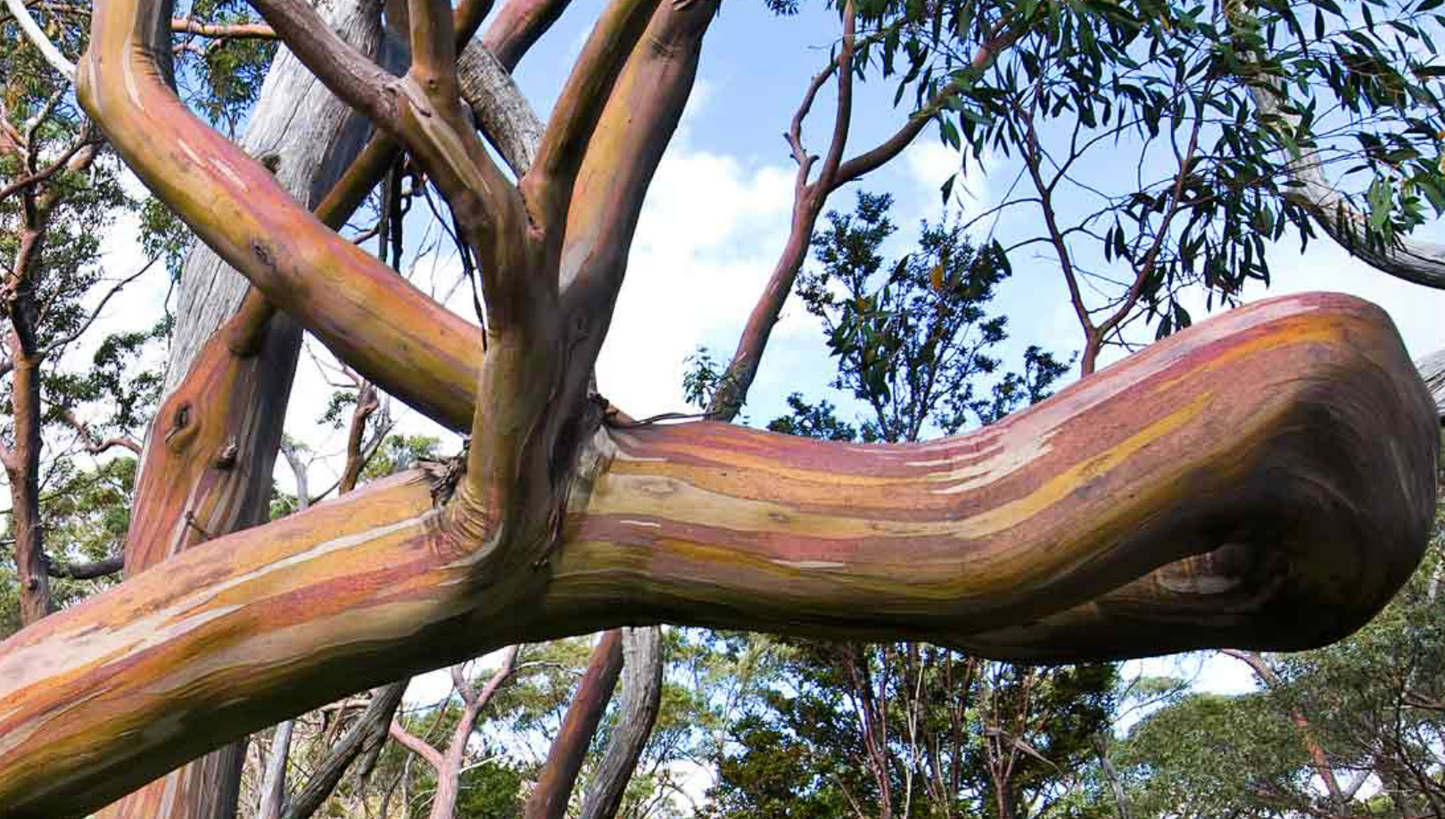 Eucalyptus coccifera