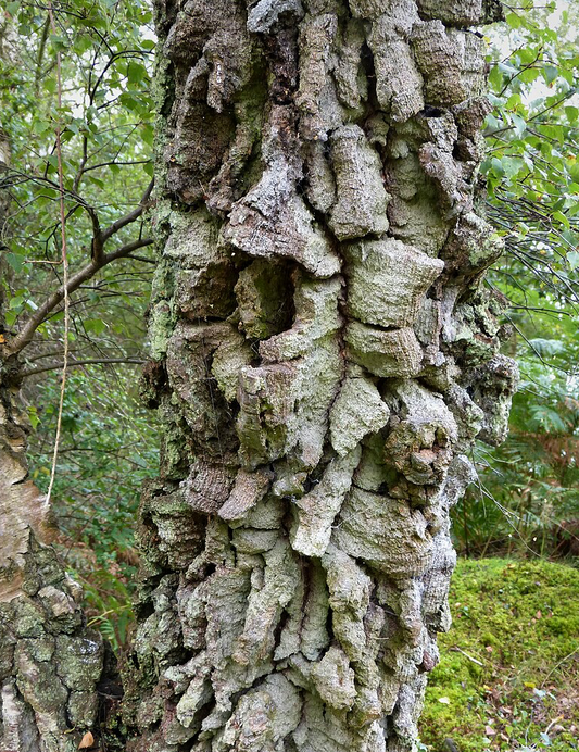 Quercus suber