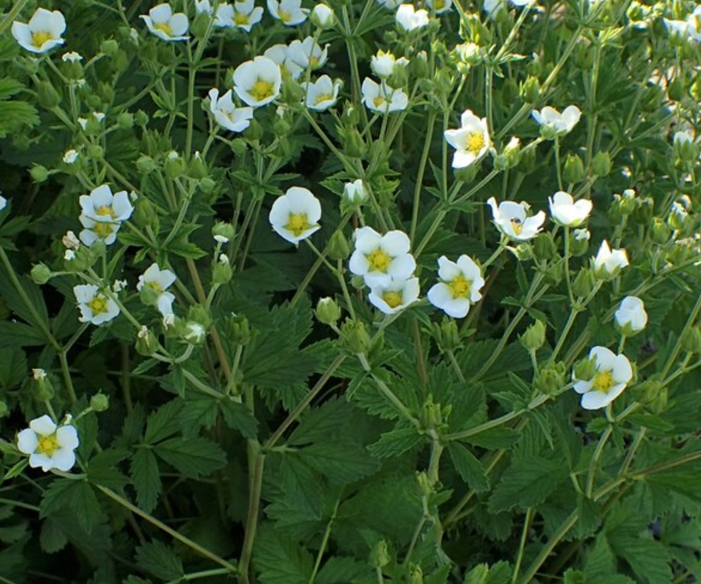 Potentilla rupestris