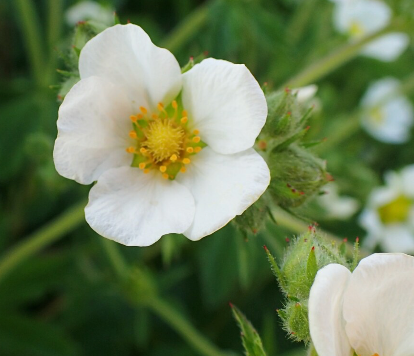 Potentilla rupestris