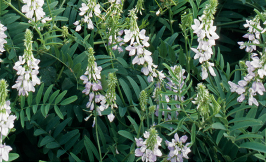 Galega officinalis 'White Pagoda'