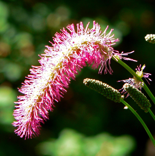 Sanguisorba obtusa