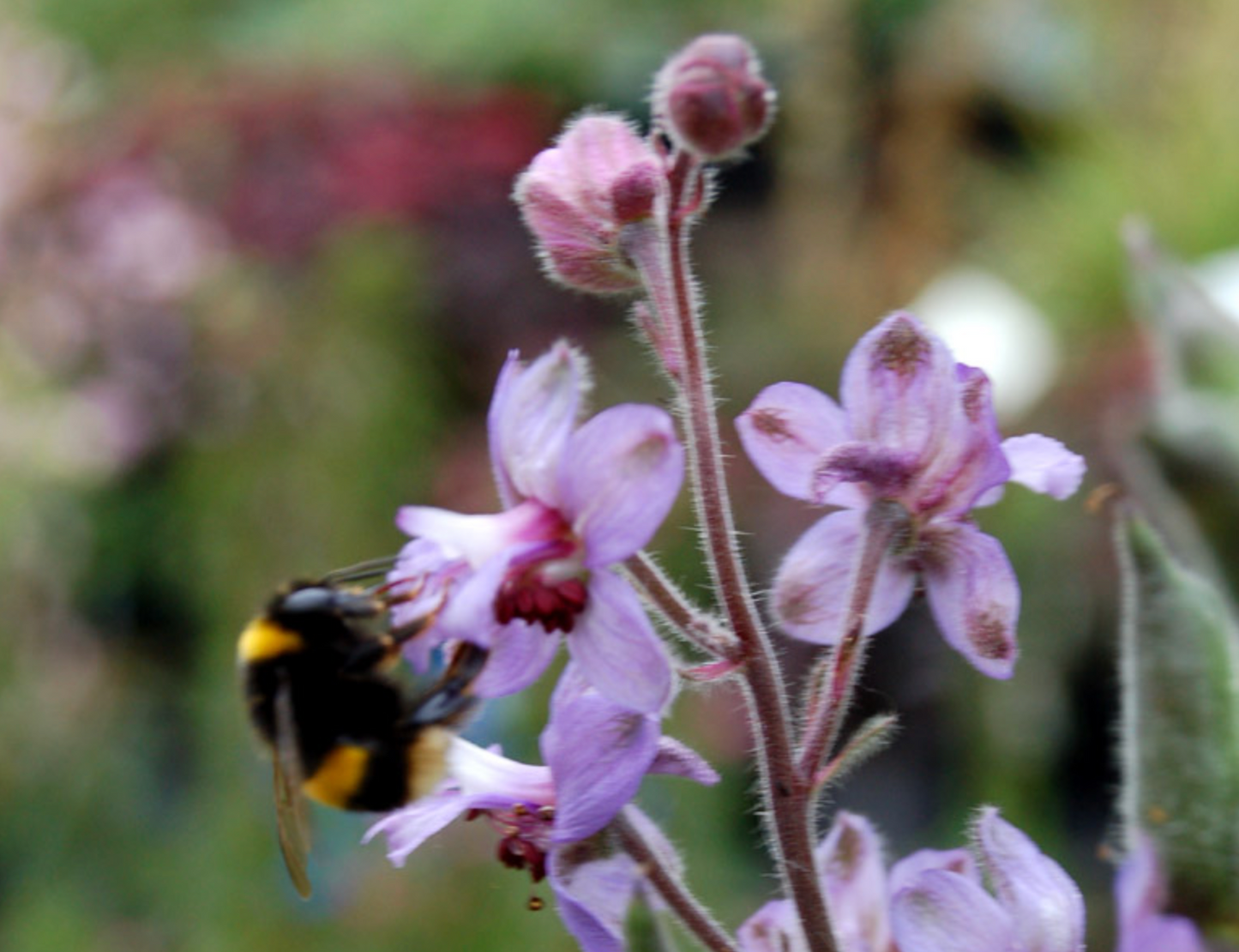 Delphinium requienii