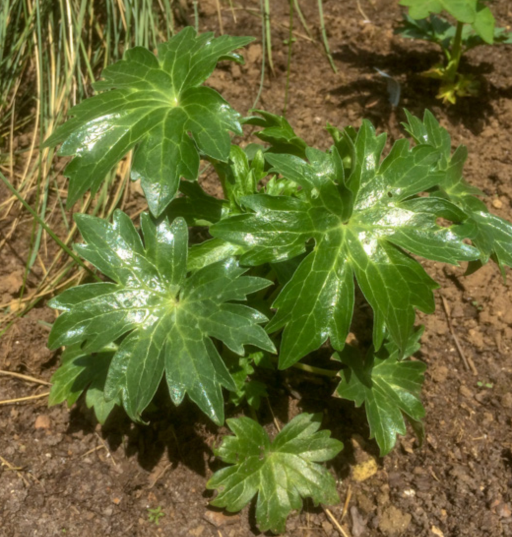 Delphinium requienii