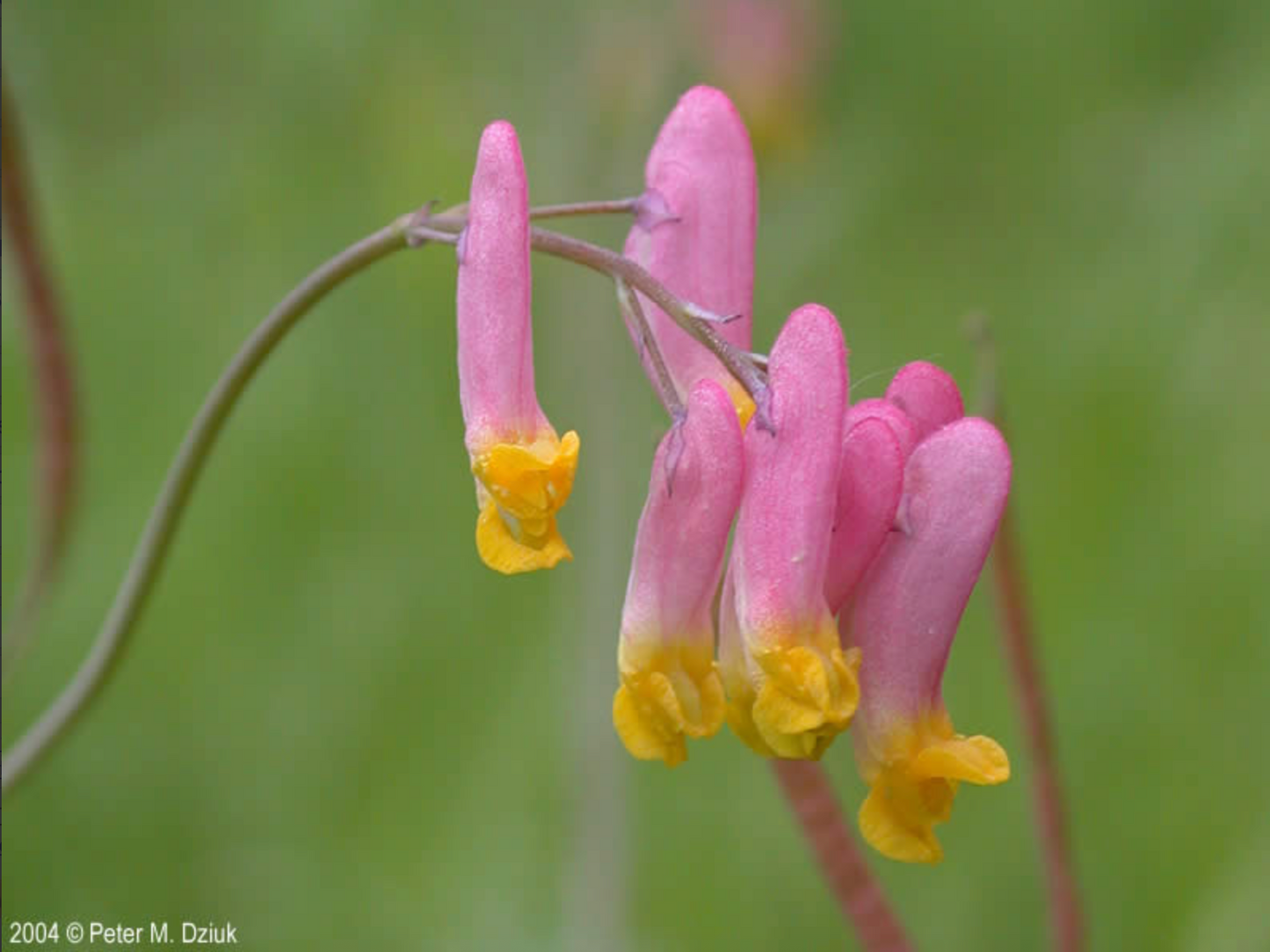 Corydalis sempervirens