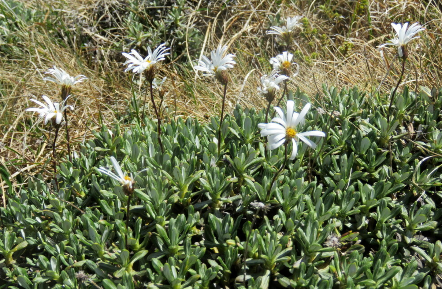 Celmisia angustifolia