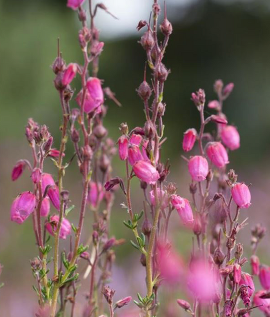 Daboecia cantabrica 'Arielle'