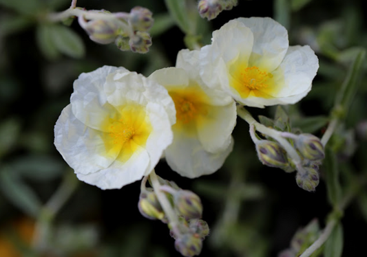 Helianthemum 'Snow Queen' also known as 'The Bride'