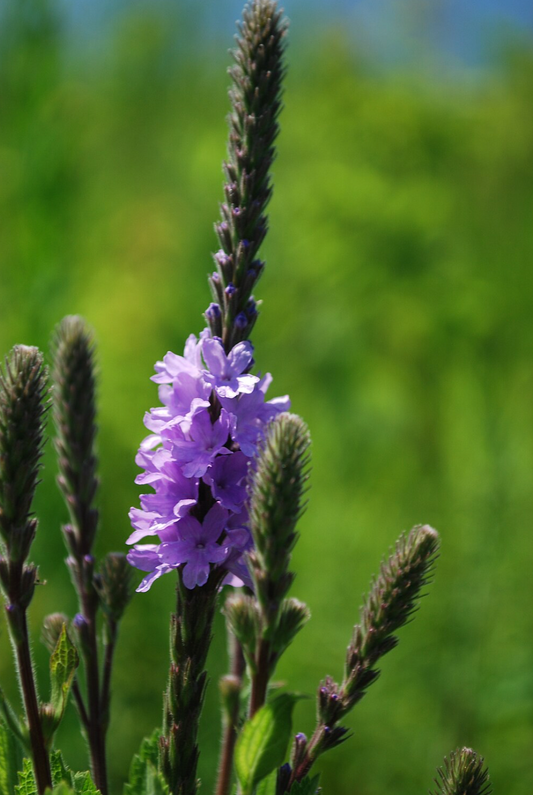 Verbena hastata