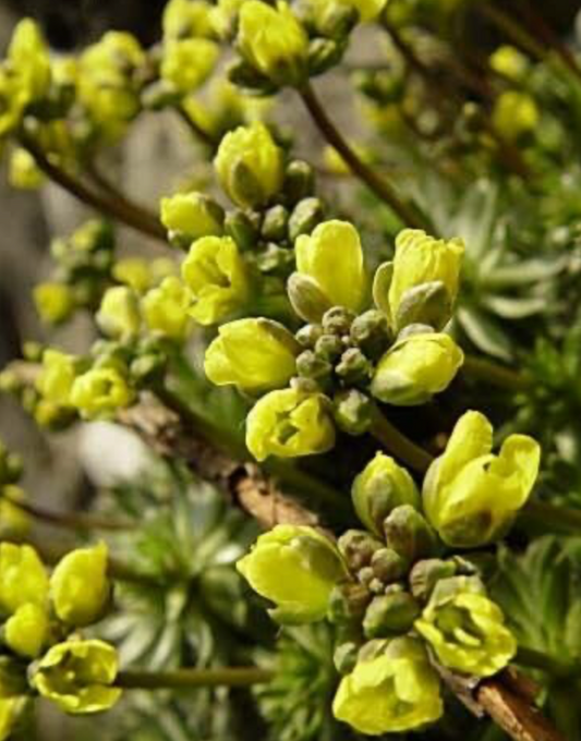 Draba lasiocarpa var compacta