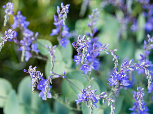 Veronica perfoliata