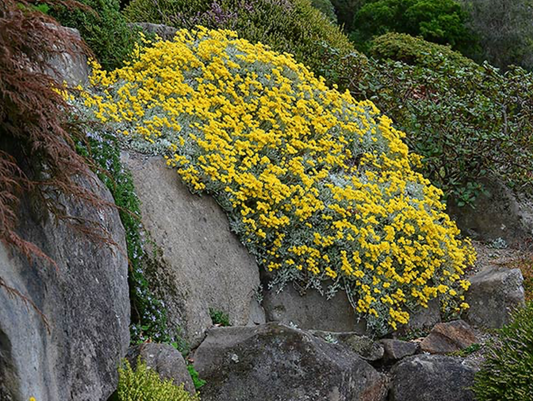Helichrysum argyrophyllum