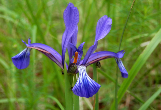Iris sintenisii