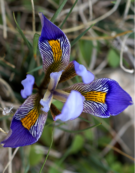 Iris unguicularis cretensis