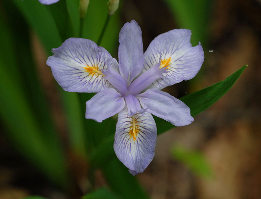 Iris gracilipes