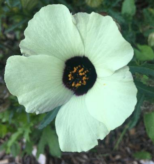 Hibiscus trianum not H. richardsonii