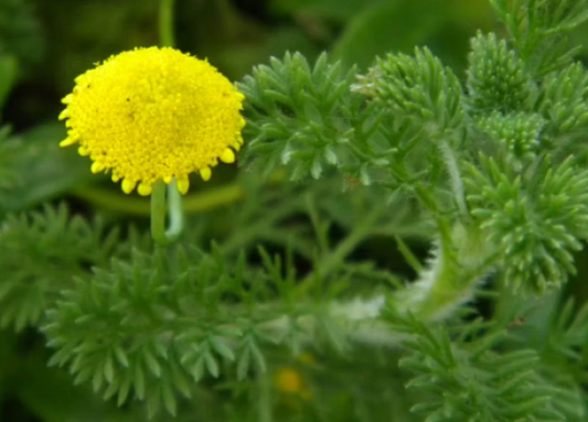 Cotula sericea ‘Tiffendel Gold’