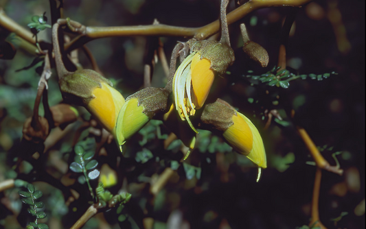 Sophora prostata