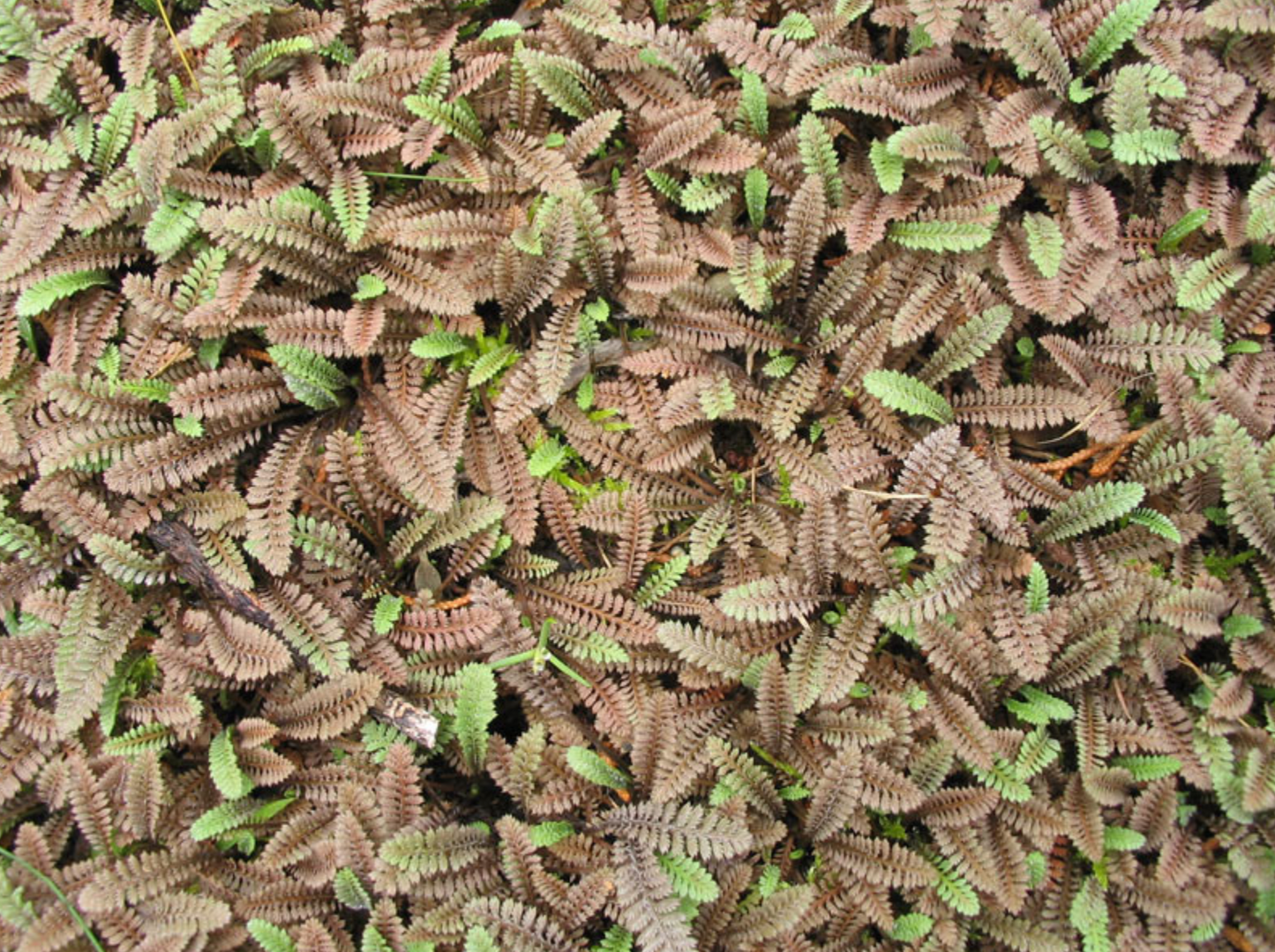 Leptinella serrulata