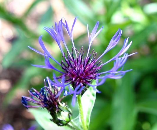 Centaurea montana
