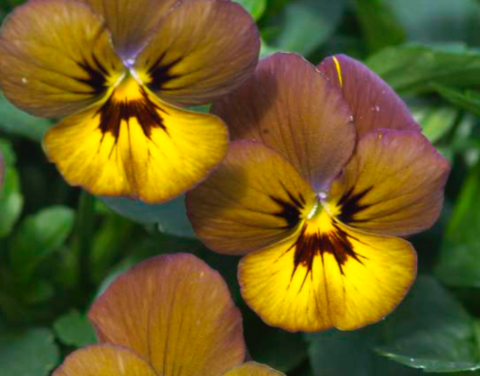 Viola cornuta 'Irish Molly'