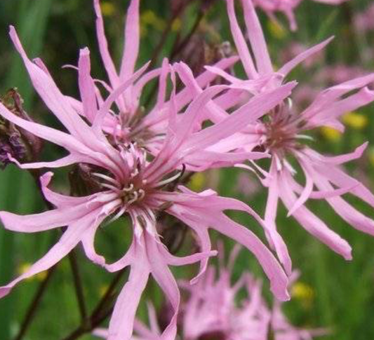 Lynchnis  flos-cuculi var Nana