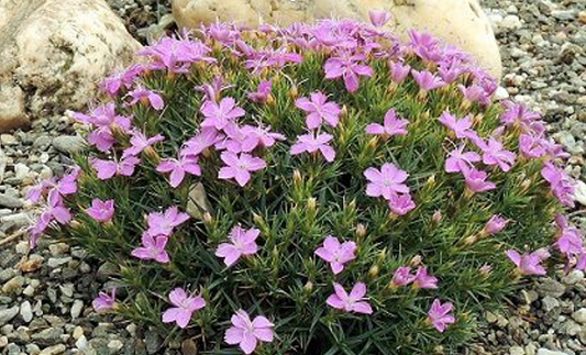 Dianthus erinaceus