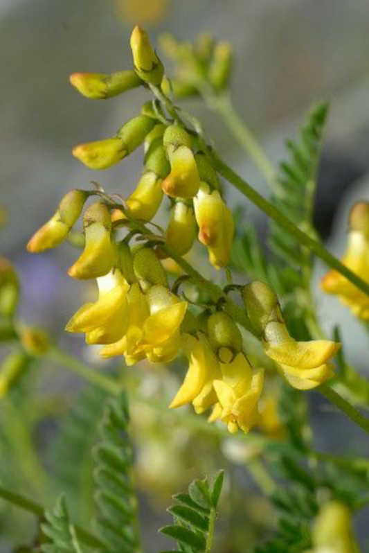 Astragalus penduliflorus