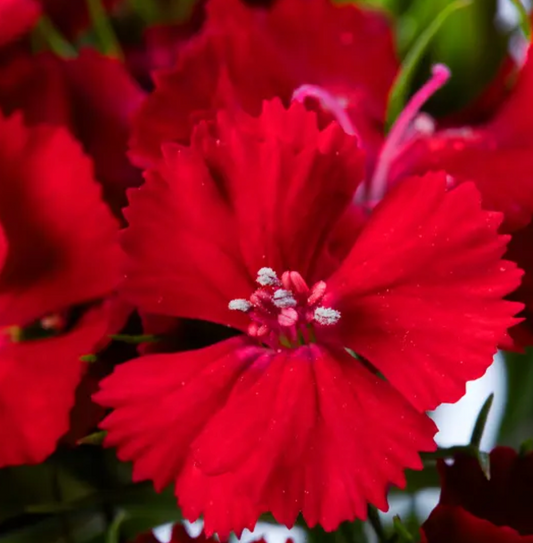 Dianthus barbatus