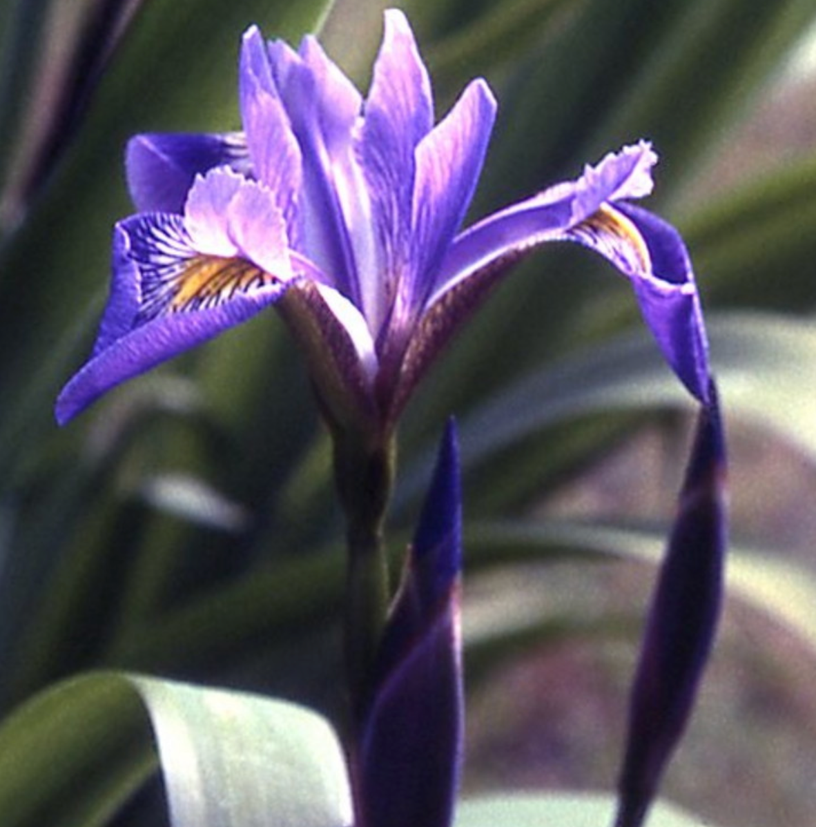 Iris x robusta "Gerald Darby'