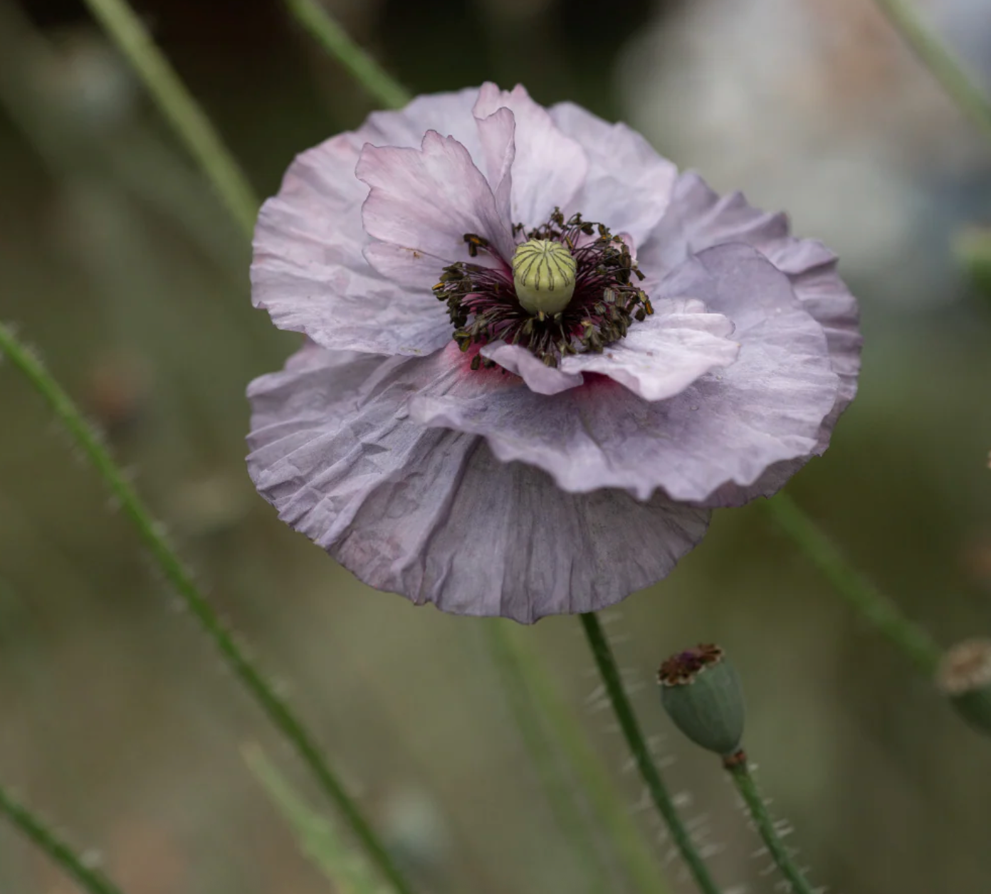 Papaver rhoeas  Grey