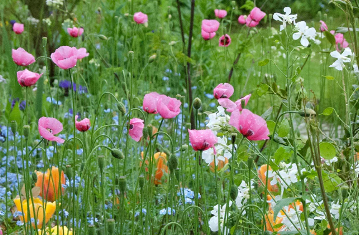 Papaver dubium lecoqii 'Albiflorum'