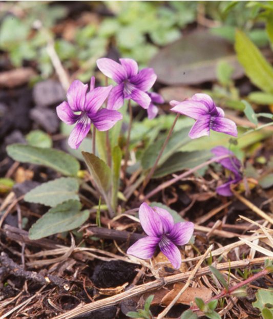 Viola yedonensis