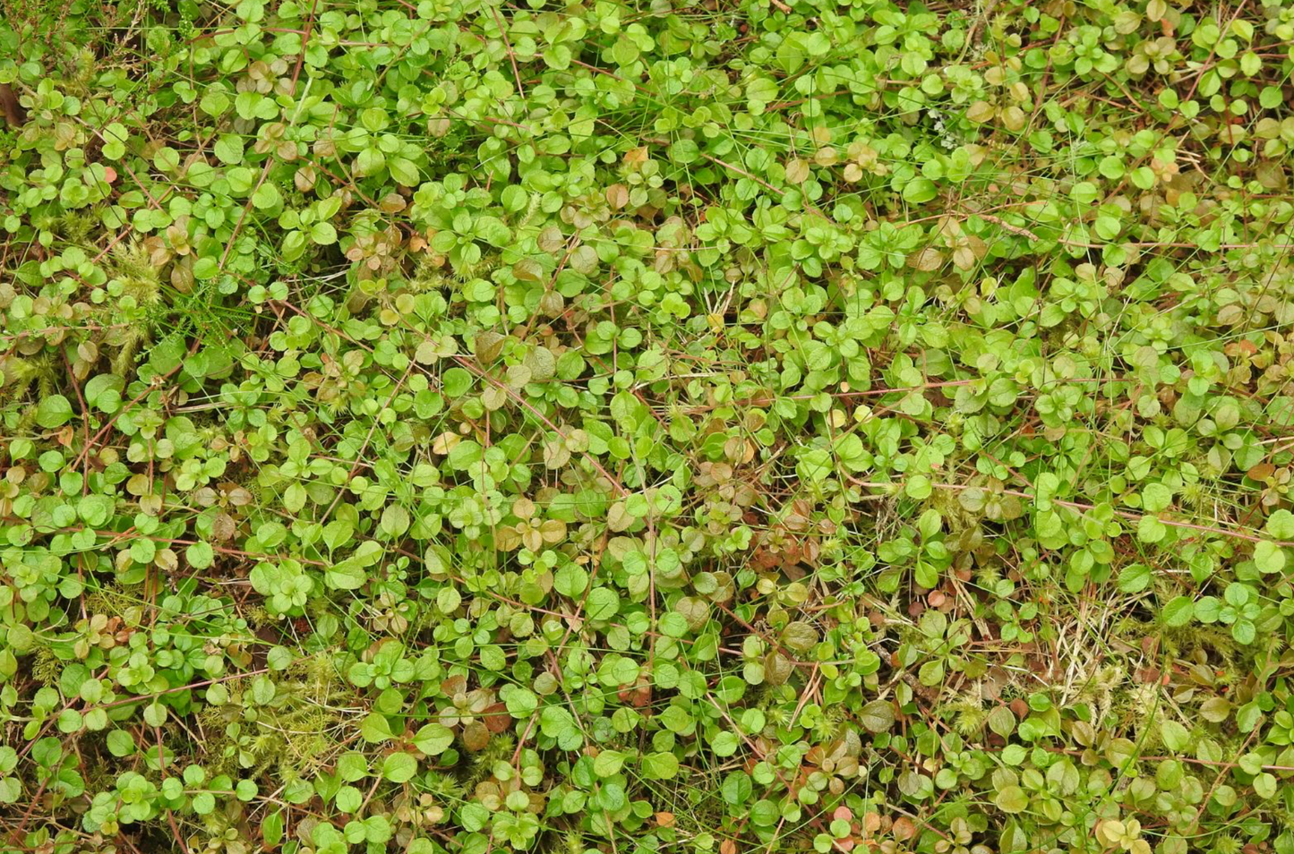 Linnaea borealis americana