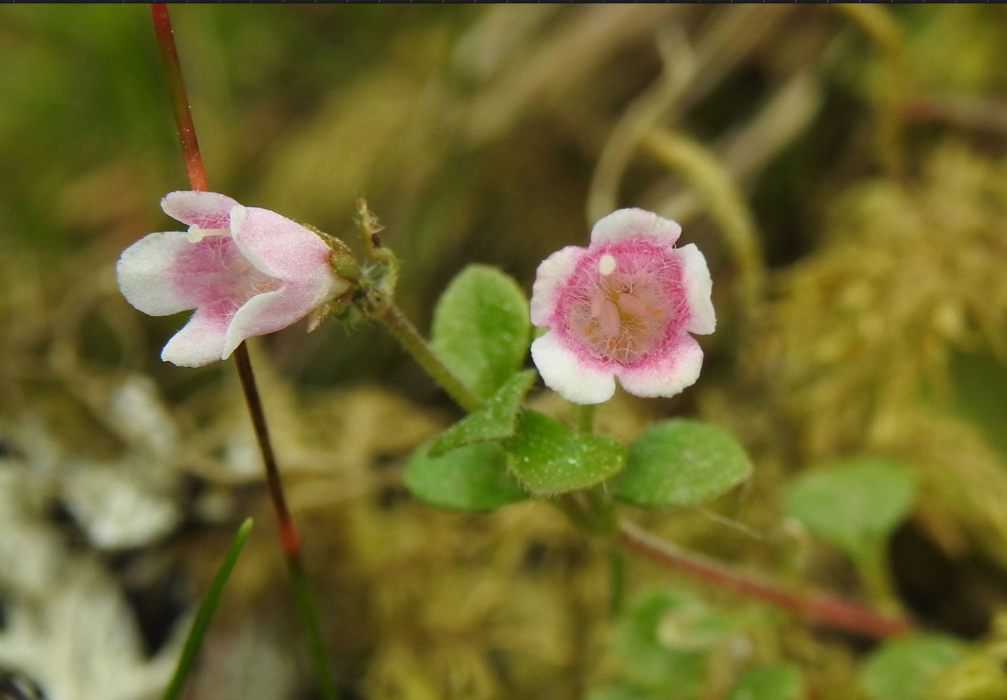 Linnaea borealis americana
