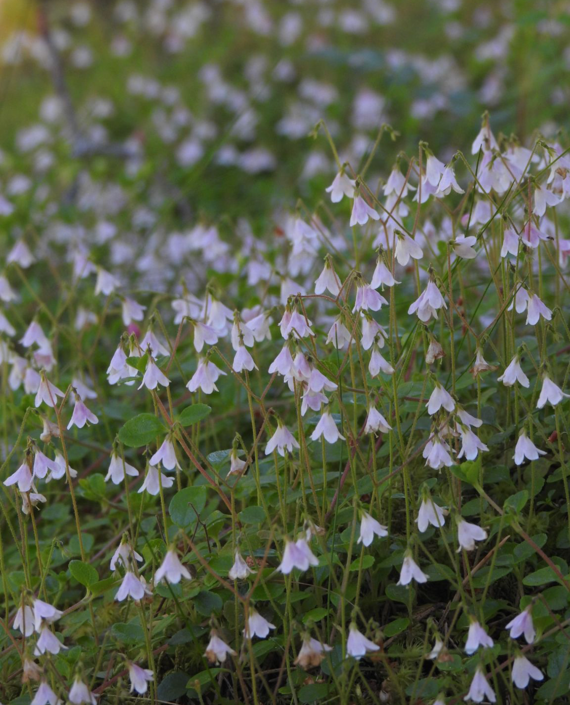 Linnaea borealis americana